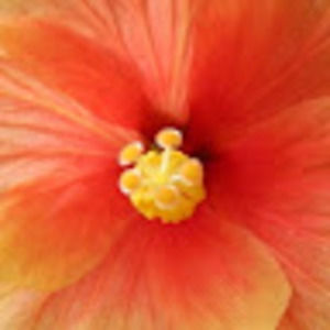 Meet your Posher, Echo